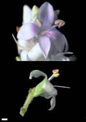 Veronica pimeleoides subsp. faucicola. Flowers. Scale = 1 mm.
 Image: W.M. Malcolm © Te Papa CC-BY-NC 3.0 NZ